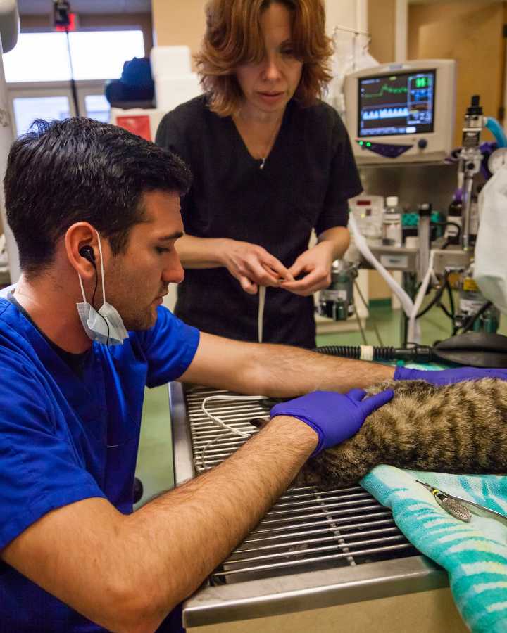 Carrera-de-Tecnico-en-Veterinaria-y-Zootecnia-SENA