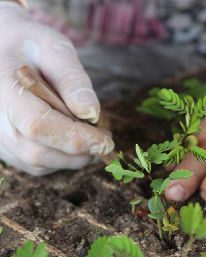 Curso-de-agroecologia-y-desarrollo-rural-SENA