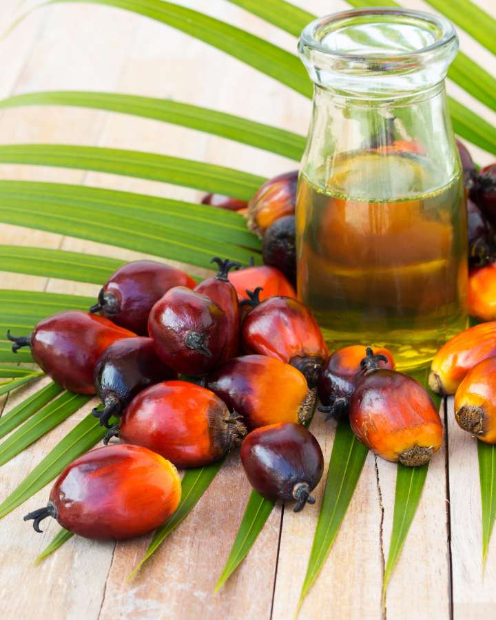 Curso-de-cultivo-de-palma-de-aceite-SENA
