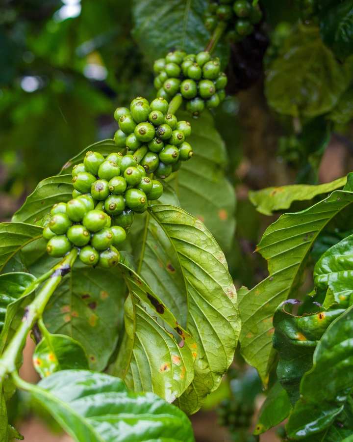 Curso-de-planeacion-de-practicas-sostenibles-para-la-finca-cafetera-SENA